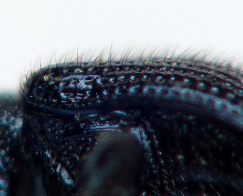 Neocoenorrhinus germanicus