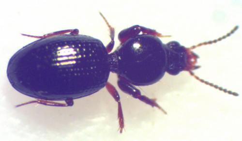 Dyschiriodes globosus