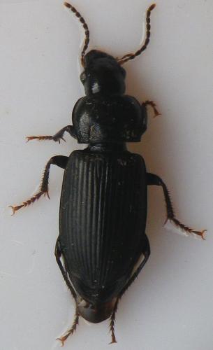 Anisodactylus binotatus