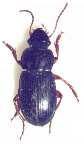 Harpalus laevipes