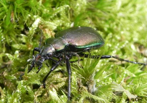 Réf. 162 772 : Calosoma inquisitor