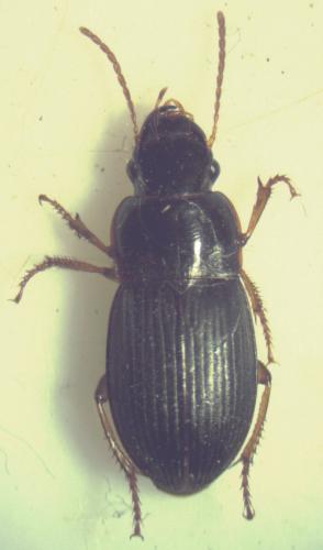 Réf. 162 125 : Harpalus latus