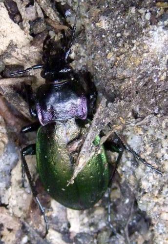 Carabus nemoralis