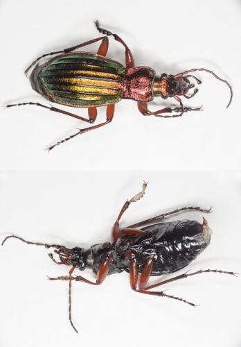 Réf. 162 247 : Carabus auronitens auronitens