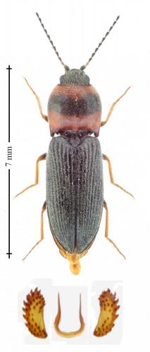 Cardiophorus argiolus