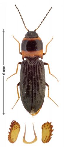 Cardiophorus argiolus