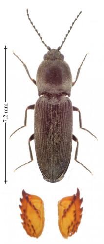 Cardiophorus vestigialis