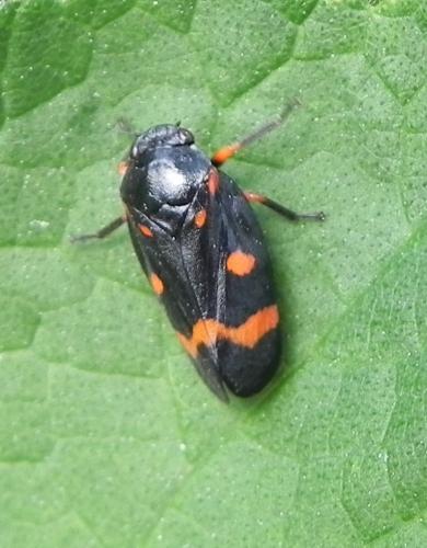 Réf. 162 190 : Cercopis intermedia