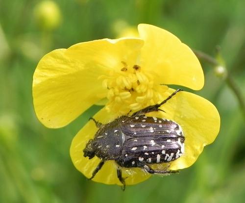 Oxythyrea funesta
