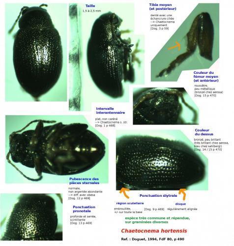 Réf. 162 638 : Chaetocnema hortensis