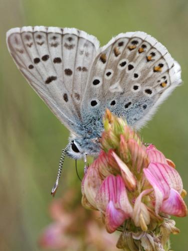 Polyommatus hispana