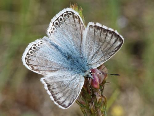 Polyommatus hispana
