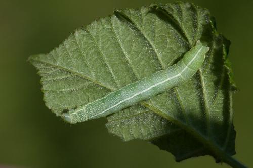 Réf. 162 195 : Orthosia incerta