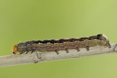 Anorthoa munda