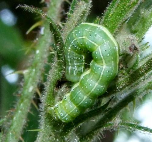 Réf. 162 053 : Cosmia trapezina