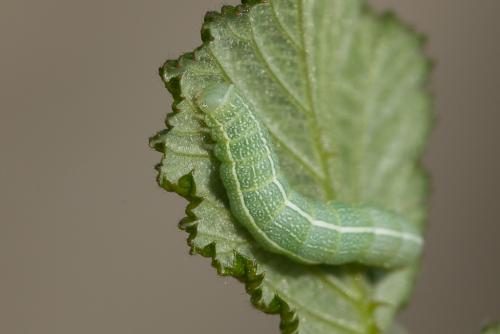 Réf. 162 302 : Orthosia incerta