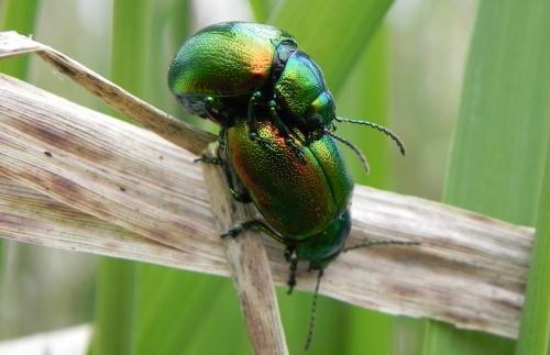Chrysolina graminis
