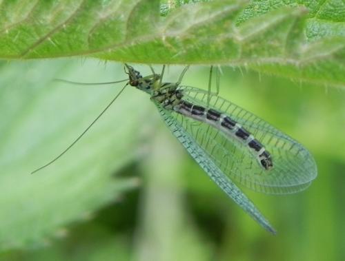 Réf. 162 203 : Chrysopa perla