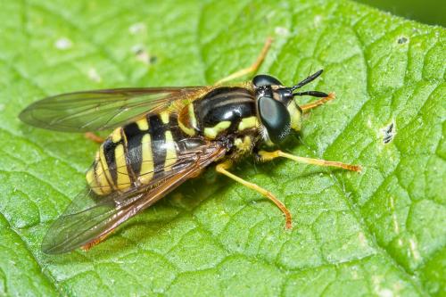 Réf. 162 041 : Chrysotoxum cautum