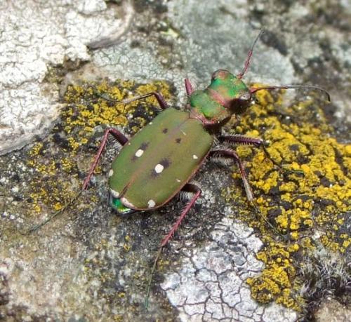 Réf. 162 602 : Cicindela campestris