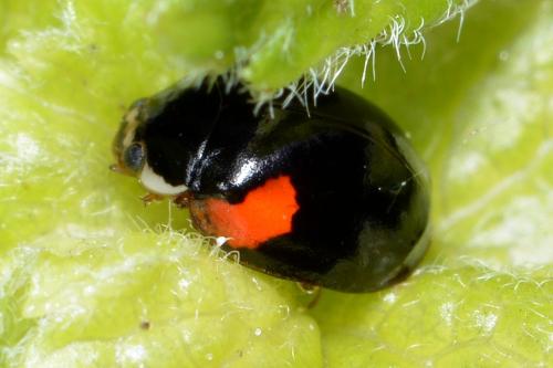 Réf. 162 138 : Adalia decempunctata