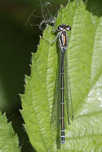 Coenagrion puella