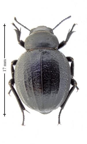 Réf. 162 286 : Pimelia payraudi