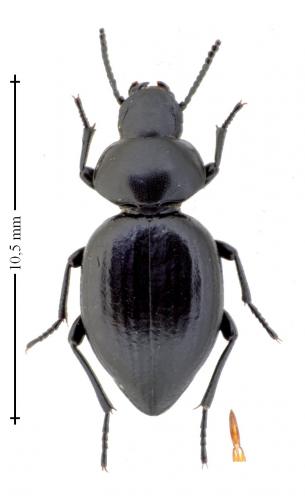 Réf. 162 281 : Pachychila servillei