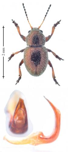 Colaspidea oblonga