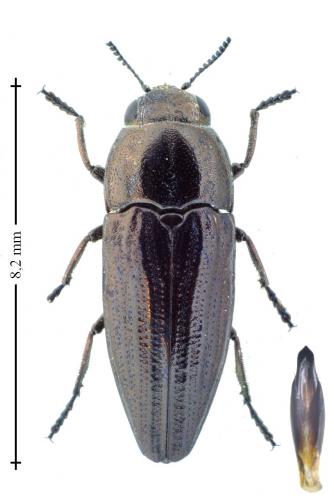 Sphenoptera gemmata