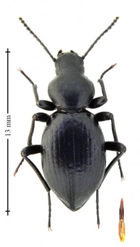 Réf. 162 282 : Tentyria ramburi