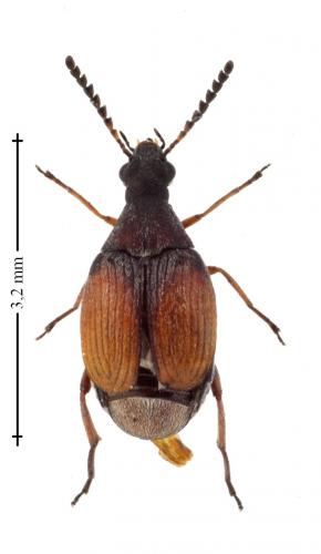 Bruchidius biguttatus