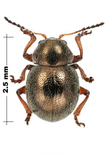 Réf. 162 653 : Colaspidea globosa