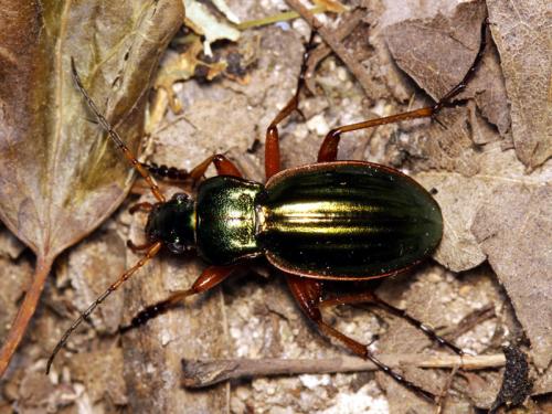 Carabus auratus honnoratii
