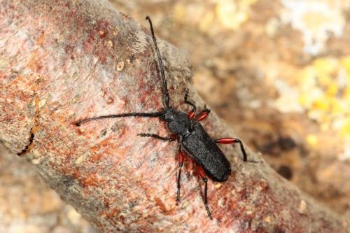 Ropalopus femoratus