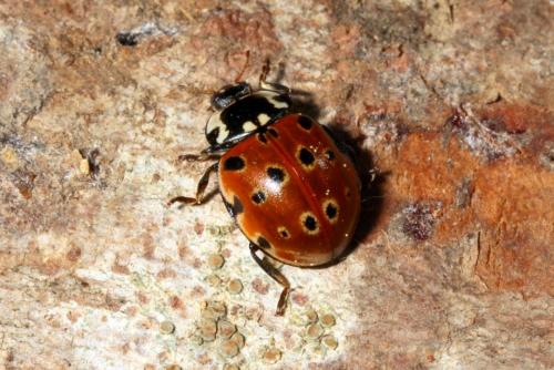 Réf. 162 661 : Anatis ocellata