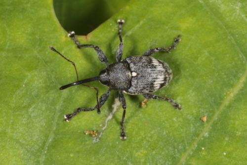 Curculio villosus