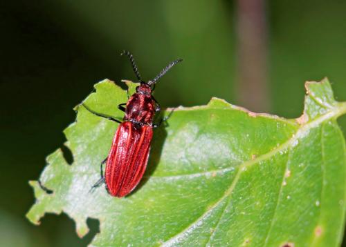 Anostirus purpureus
