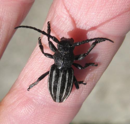 Réf. 162 671 : Iberodorcadion fuliginator
