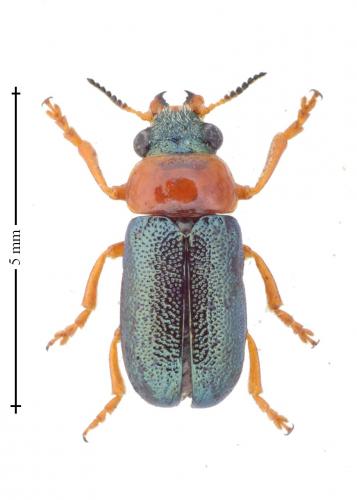 Smaragdina ferulae