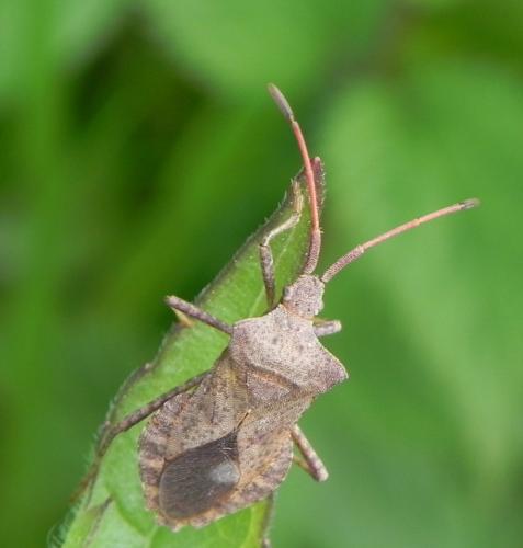 Coreus marginatus