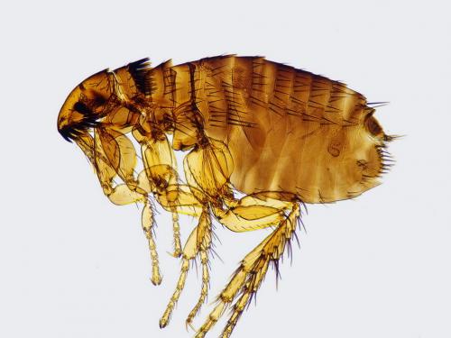 Ctenocephalides felis