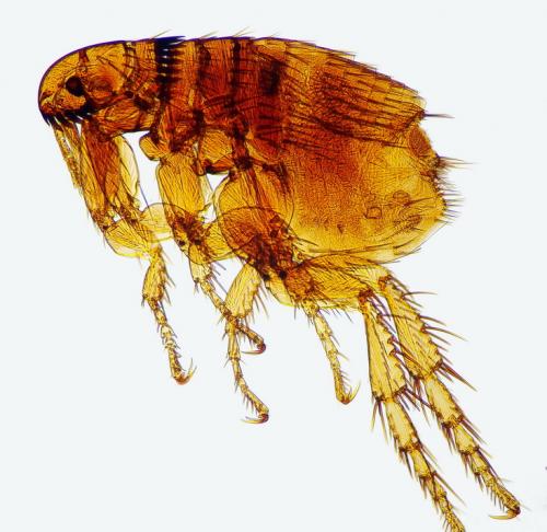 Ctenocephalides canis
