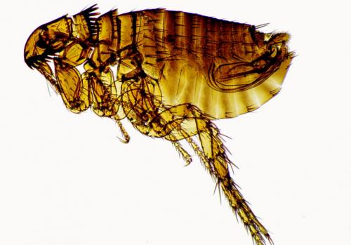 Ctenocephalides felis