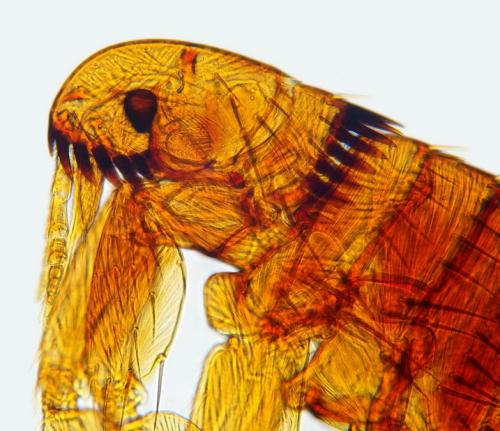 Ctenocephalides canis