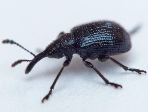 Réf. 162 556 : Neocoenorrhinus germanicus