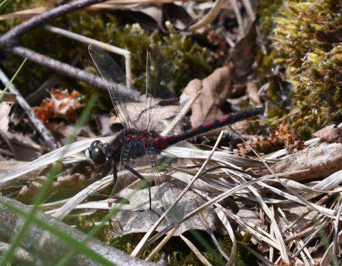 Leucorrhinia rubicunda