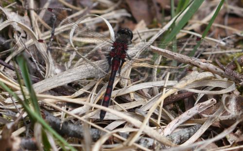 Réf. 162 723 : Leucorrhinia rubicunda