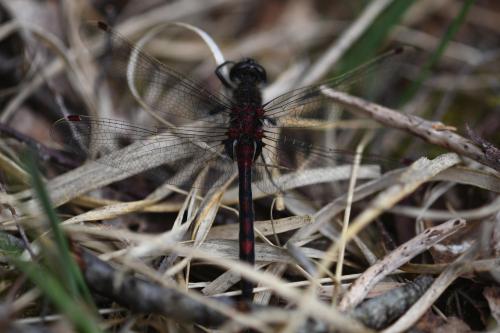 Leucorrhinia rubicunda