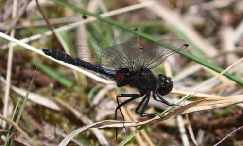 Leucorrhinia rubicunda